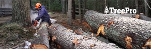 treepro ri tree service company in ri